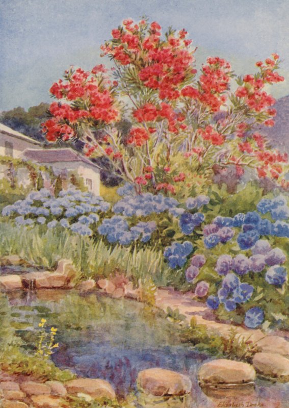 Hortensias au bord de l