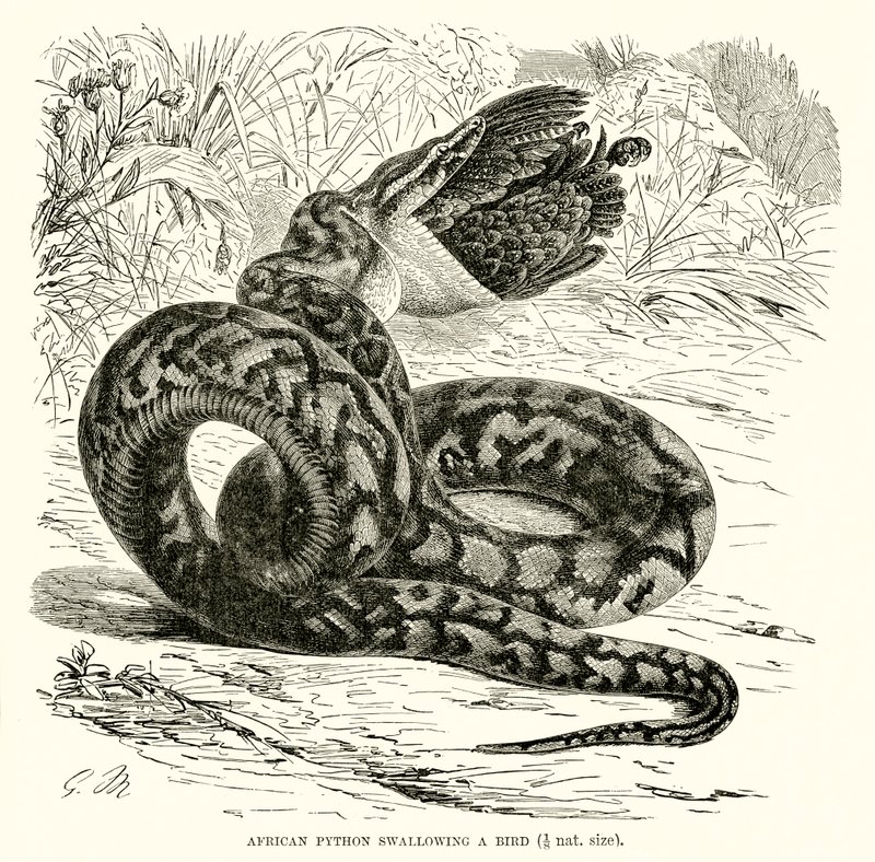 Python africain avalant un oiseau - English School