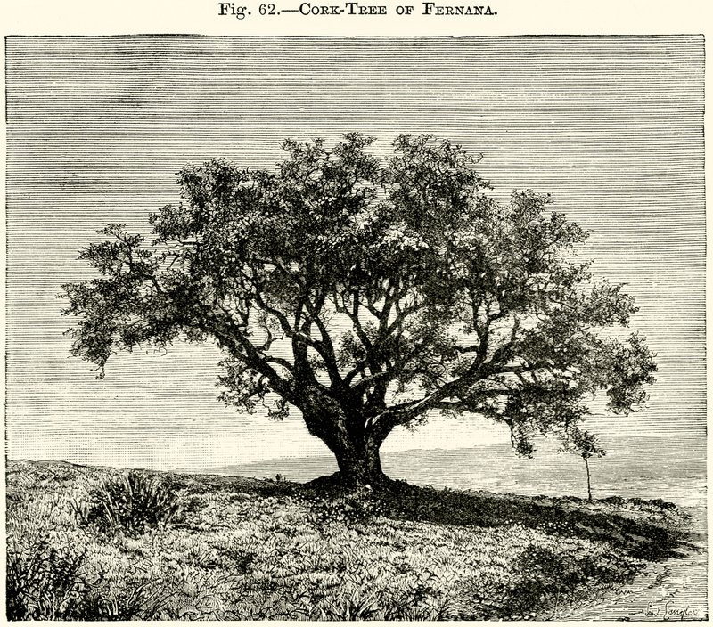Chêne-liège de Fernana - English School
