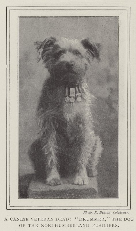 Un vétéran canin mort, Drummer, le chien des Northumberland Fusiliers - English Photographer