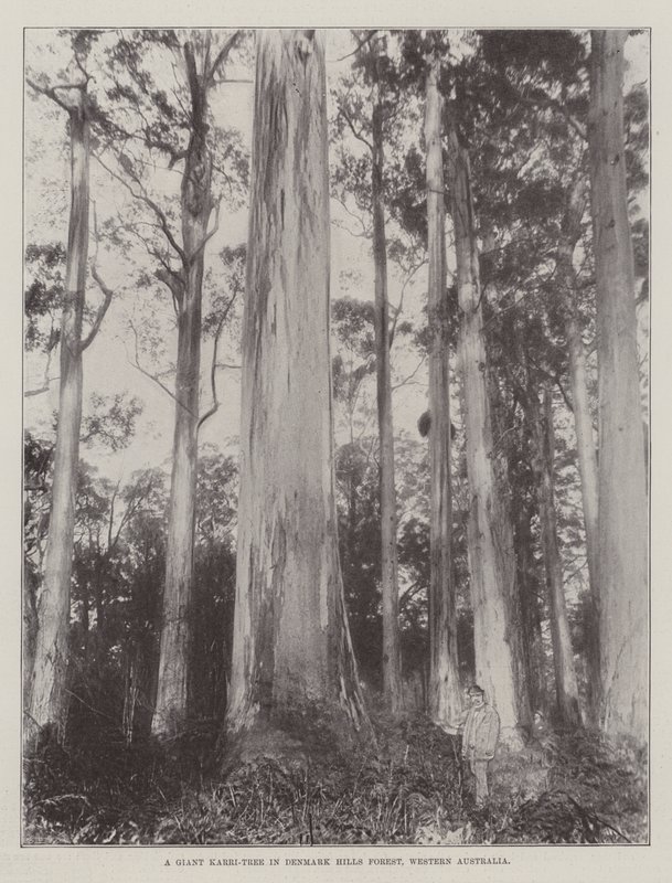 Un géant Karri-Tree dans la forêt de Denmark Hills, Australie occidentale - English Photographer