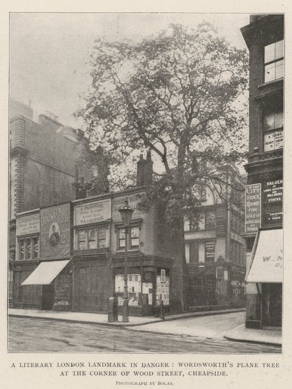 Un repère littéraire de Londres en danger, le platane de Wordsworth au coin de Wood Street, Cheapside - English Photographer