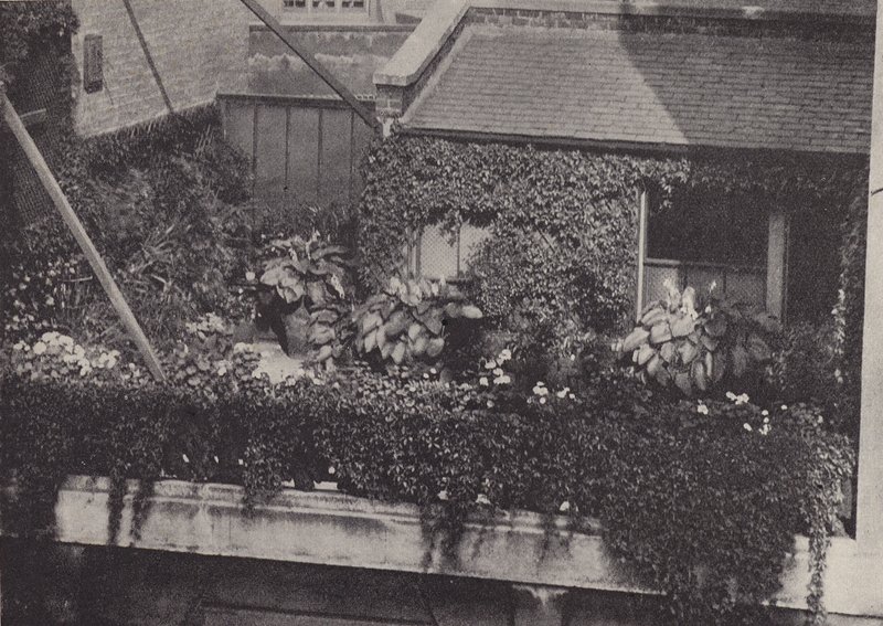 Un jardin sur le toit - English Photographer