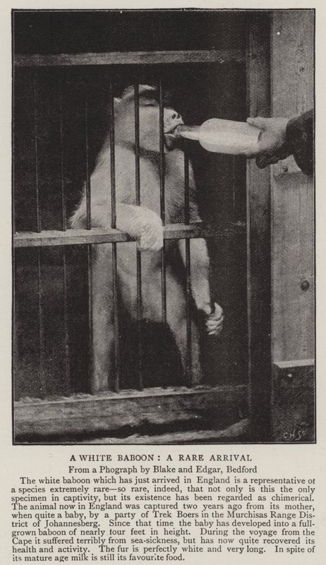 Un babouin blanc, une arrivée rare - English Photographer