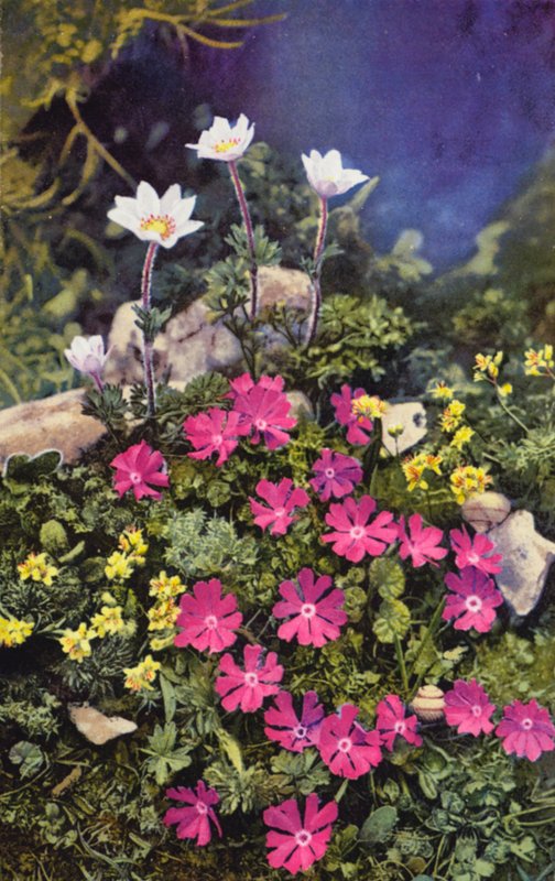 Fleurs alpines : Draba Aizoides avec Primula Minima (centre) et Anemone Baldensis (arrière) - English Photographer