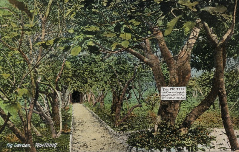 Anciens jardins de figuiers à Tarring, Worthing, Sussex, revendiquant avoir le plus ancien figuier d