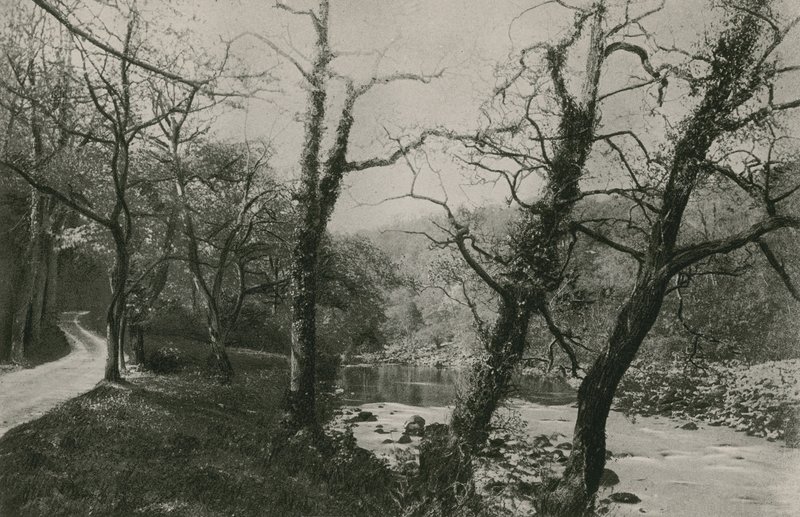 Bois de Bolton - English Photographer