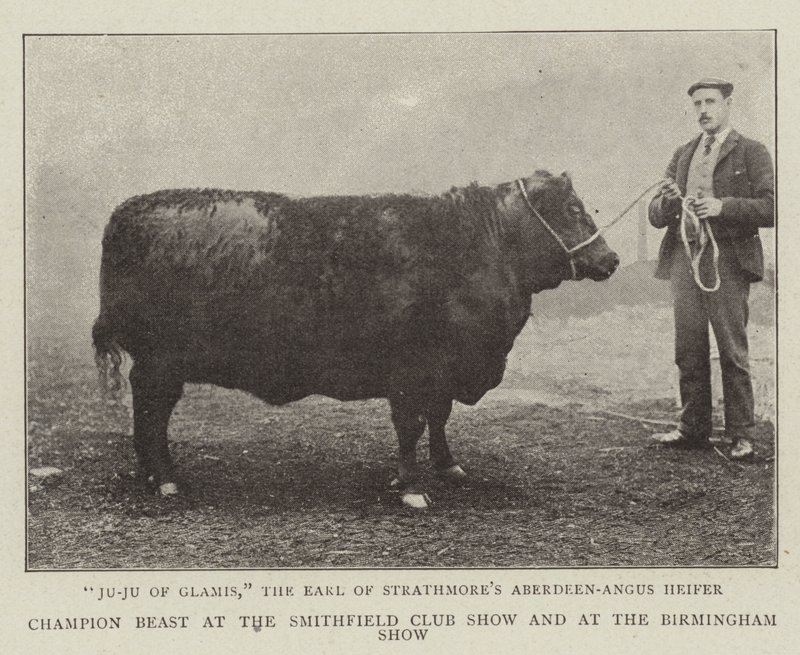 Champion bête au Smithfield Club Show et au Birmingham Show - English Photographer
