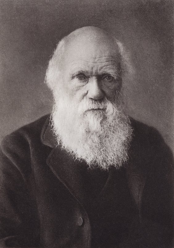 Charles Darwin, portrait, vers 1880 (photo n/b) - English Photographer