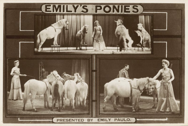 Emily Paulo et ses poneys dressés - English Photographer