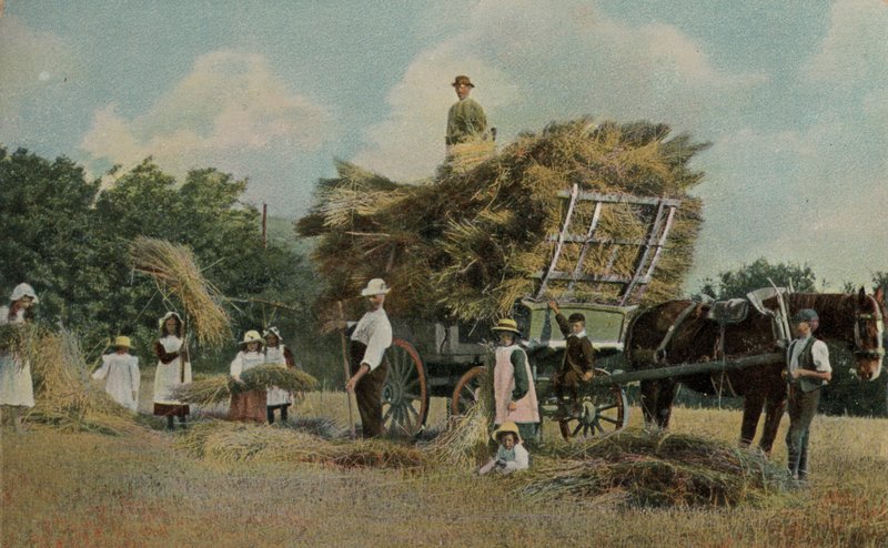 Travailleurs agricoles récoltant dans les champs - English Photographer