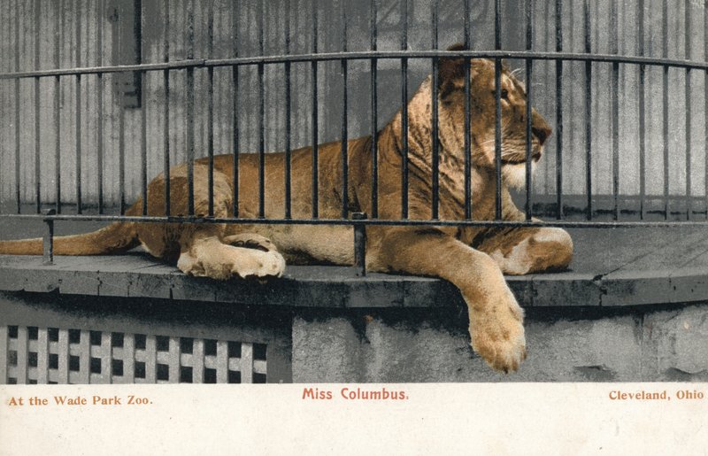 Lionne, Miss Columbus, Wade Park Zoo, Cleveland, Ohio - English Photographer