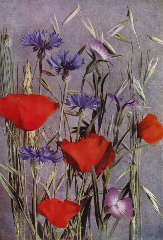 Fleurs des champs (photo) - English Photographer