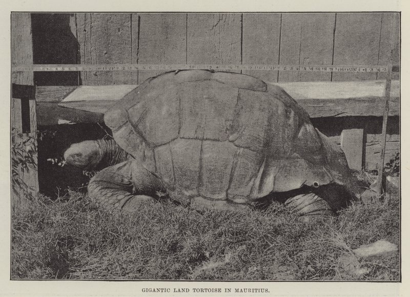 Tortue terrestre géante à Maurice - English Photographer