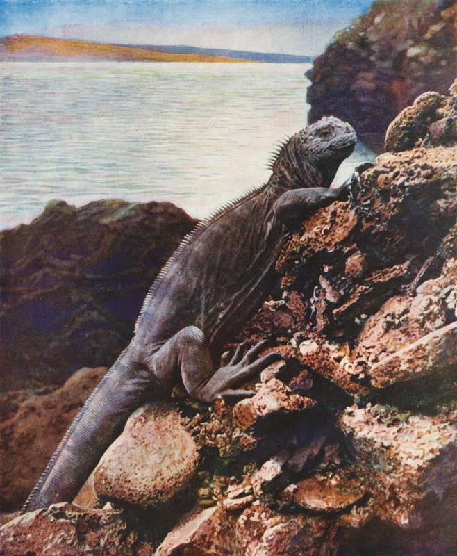Grand iguane marin sur une des îles Galápagos - English Photographer