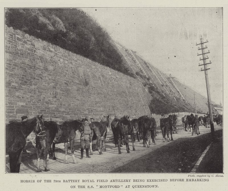 Chevaux de la 79e batterie de l