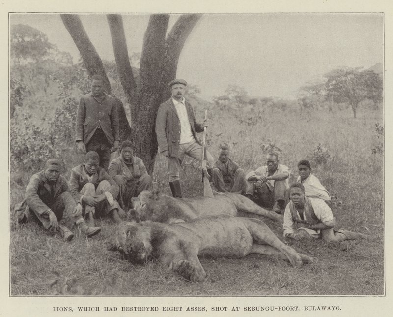 Lions, qui avaient détruit huit ânes, abattus à Sebungu-Poort, Bulawayo - English Photographer