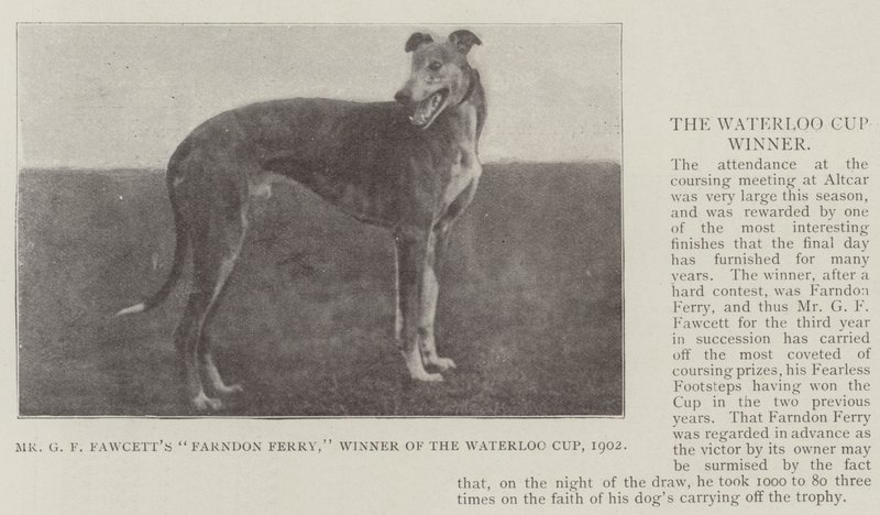 Farndon Ferry de M. G F Fawcett, vainqueur de la Waterloo Cup, 1902 - English Photographer