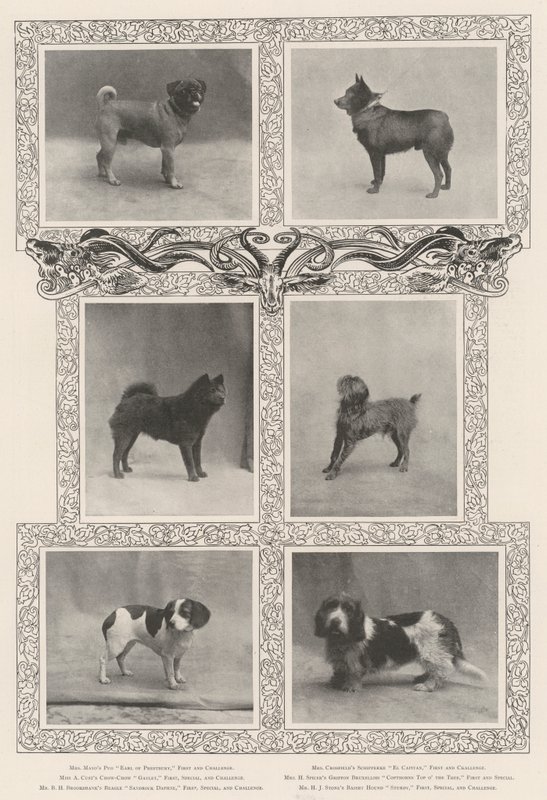 Lauréats notables à la quarante-sixième exposition du Kennel Club - English Photographer