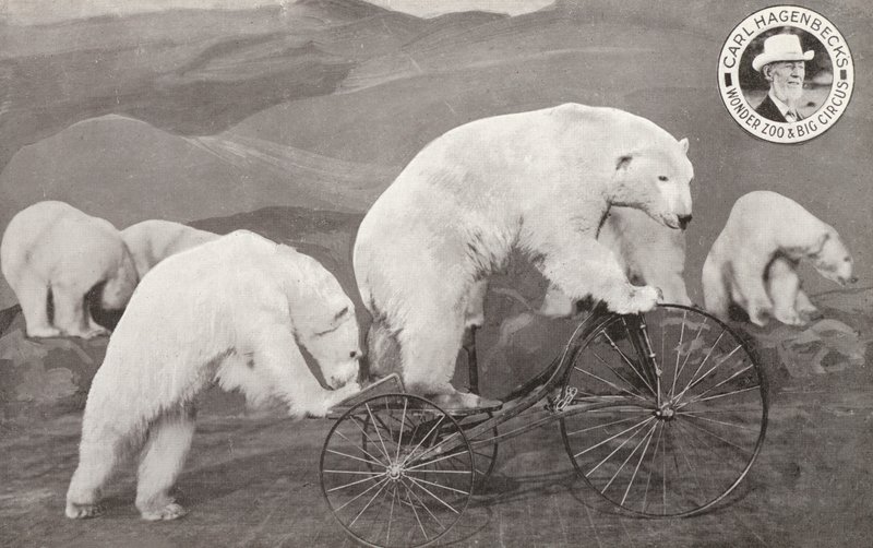 Ours polaire faisant du tricycle, Wonder Zoo et Grand Cirque de Carl Hagenbeck, Olympia, Londres - English Photographer