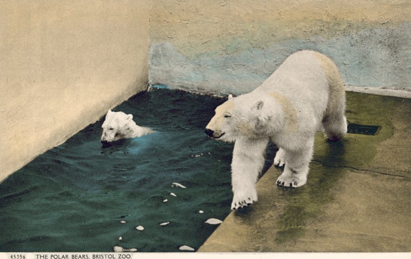 Ours polaires, Zoo de Bristol - English Photographer