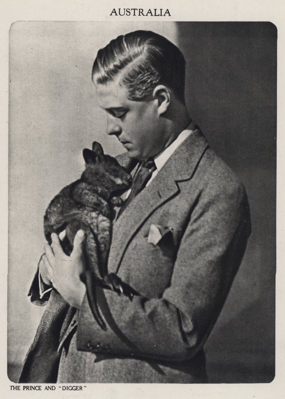 Prince de Galles et Digger, un bébé kangourou - English Photographer