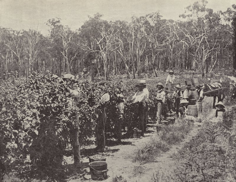 Cueilleurs de framboises au travail, Wandin Yallock - English Photographer