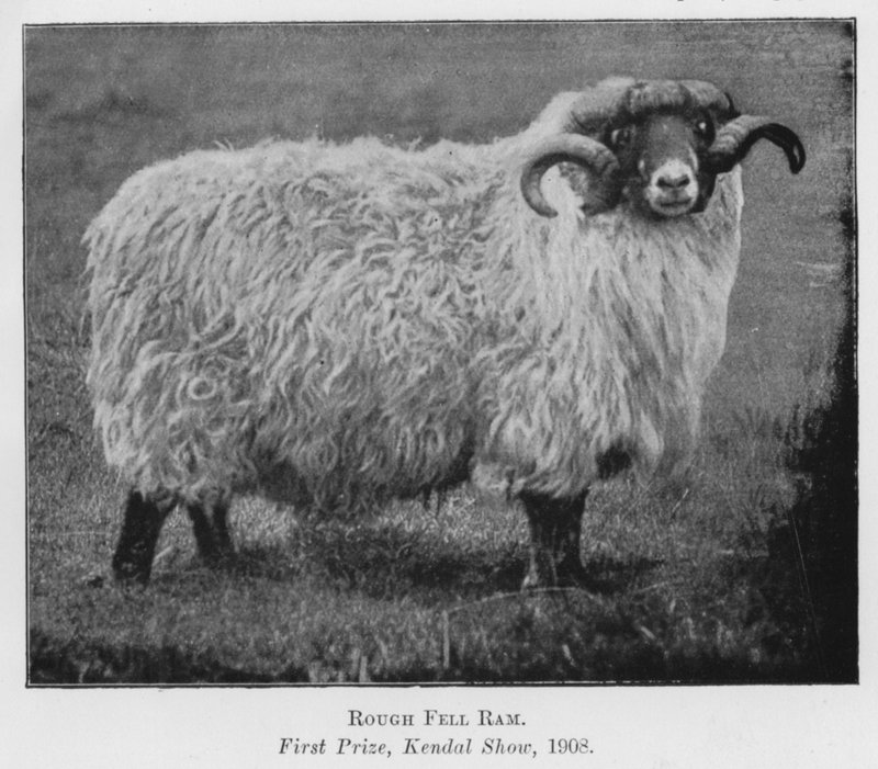 Bélier Rough Fell, premier prix, exposition de Kendal - English Photographer