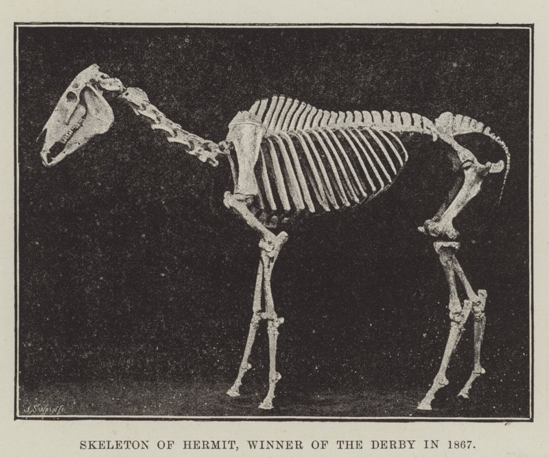 Squelette de Hermit, vainqueur du Derby en 1867 - English Photographer