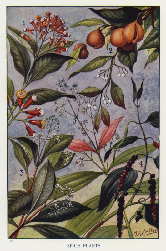 Plantes à Épices - English Photographer