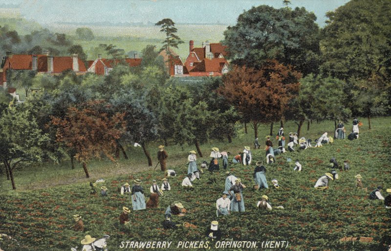 Cueilleurs de fraises dans les champs à Orpington, Kent - English Photographer