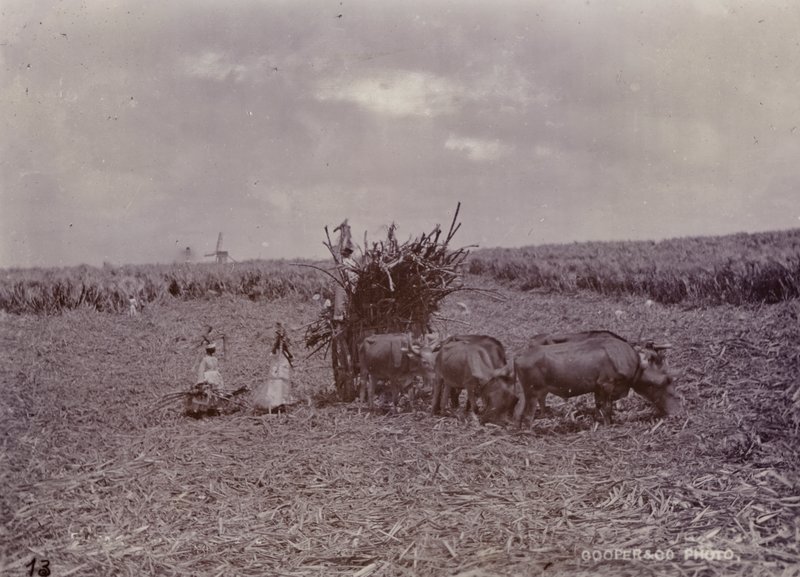 Plantation de sucre, Barbade, 1880 - English Photographer