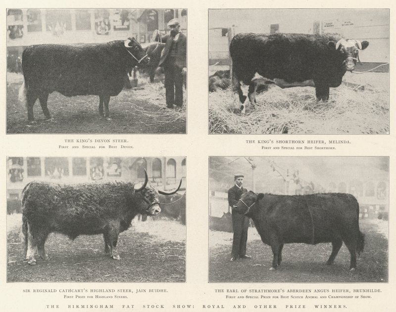 Le Birmingham Fat Stock Show, lauréats royaux et autres - English Photographer