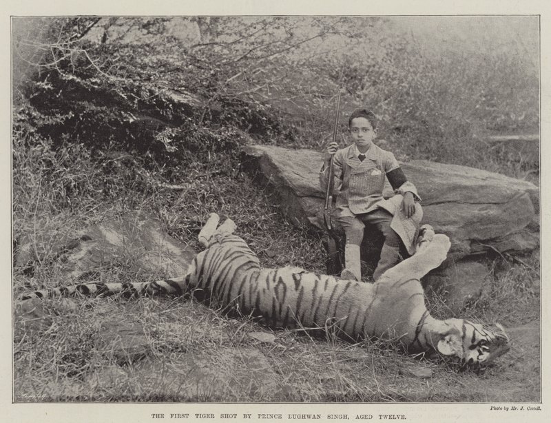 Le premier tigre abattu par le prince Bughwan Singh, âgé de douze ans - English Photographer