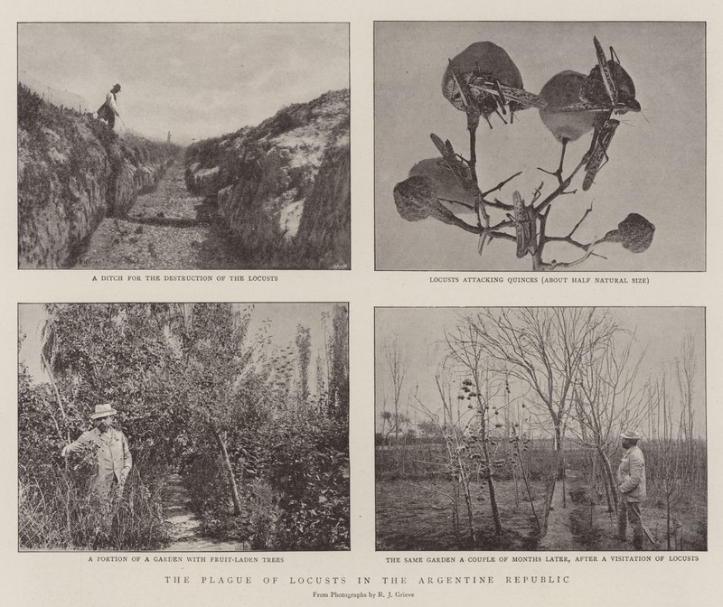 La peste des sauterelles en République Argentine - English Photographer