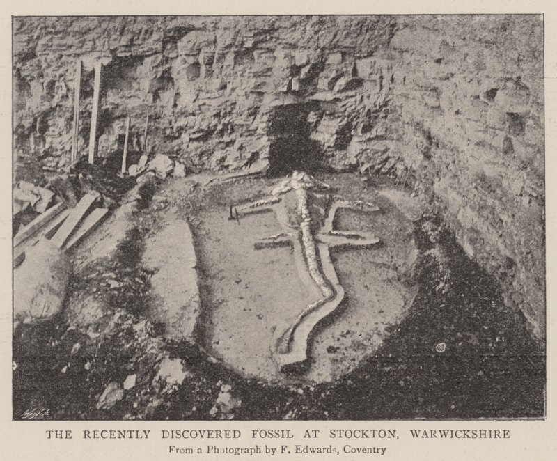 Le fossile récemment découvert à Stockton, Warwickshire - English Photographer