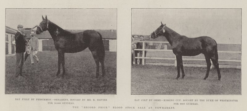 La vente record de chevaux de sang à Newmarket - English Photographer