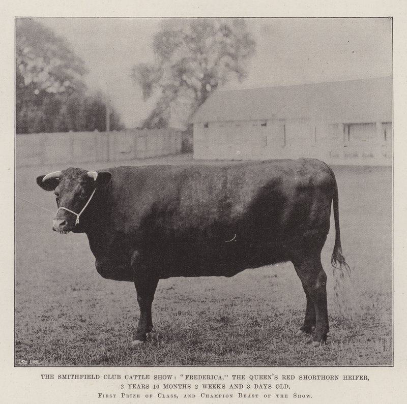 Exposition de bétail du Smithfield Club, Frederica, la génisse rouge Shorthorn de la reine, 2 ans 10 mois 2 semaines et 3 jours - English Photographer