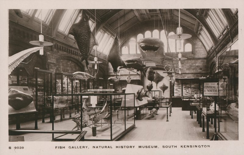 Victoria and Albert Museum, South Kensington, Londres, galerie des poissons - English Photographer