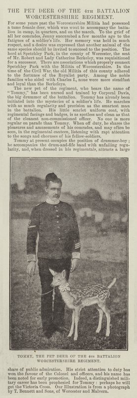 Tommy, le cerf apprivoisé du 4e bataillon du régiment de Worcestershire - English Photographer