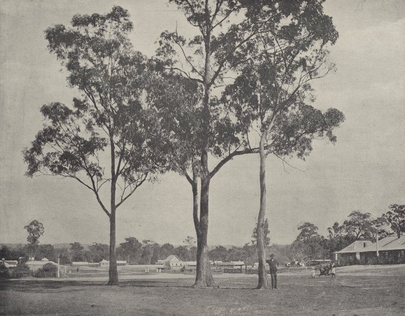 Toongabbie - English Photographer