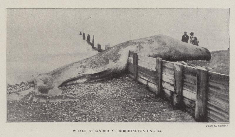 Baleine échouée à Birchington-on-Sea - English Photographer