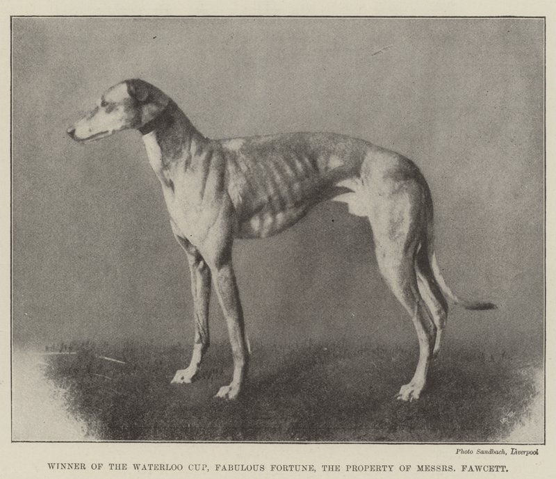 Vainqueur de la Waterloo Cup, Fabulous Fortune, propriété de Messers Fawcett - English Photographer