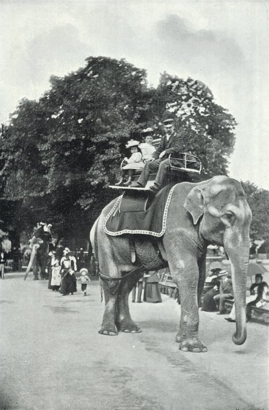 Jardins zoologiques, enfants montant sur les éléphants - English Photographer