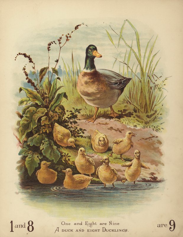 Un canard et huit canetons - English School