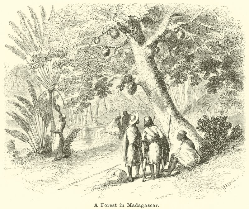 Une forêt à Madagascar - English School