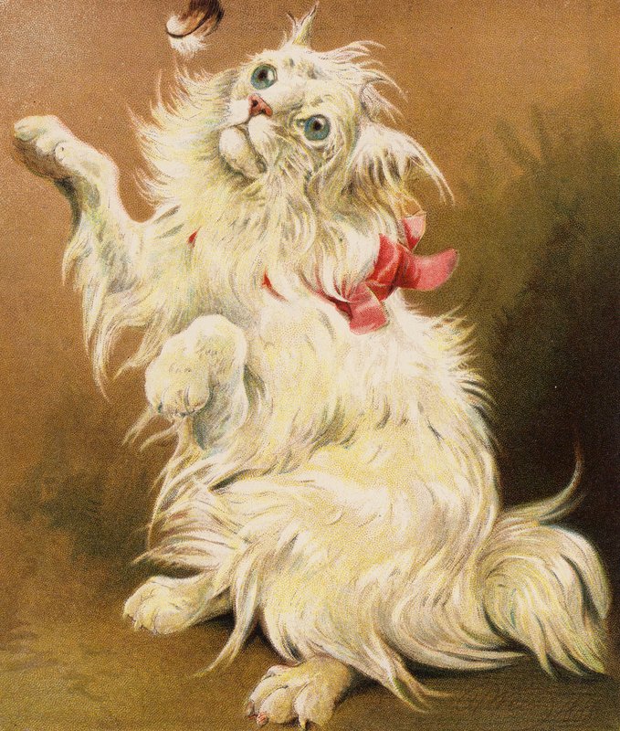 Un chat persan - English School