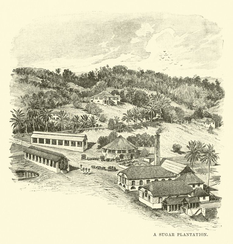 Une plantation de sucre - English School