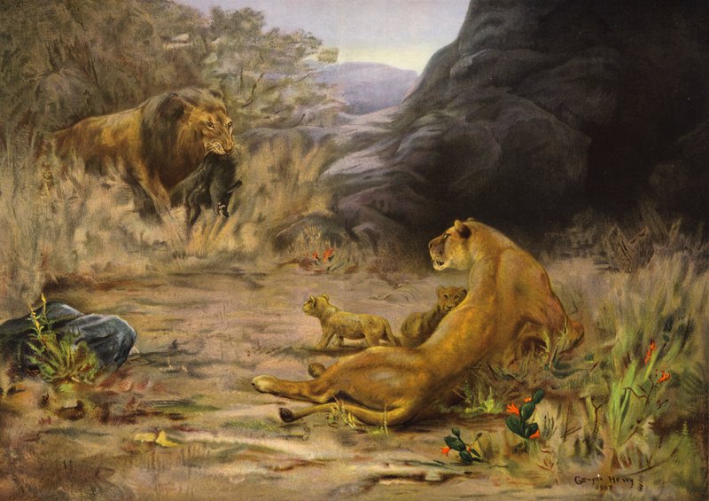 Un retour bienvenu - lion revenant avec de la nourriture pour ses petits (lithographie couleur) - English School