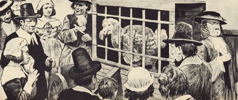 Un dodo exposé en Angleterre au XVIIe siècle - English School